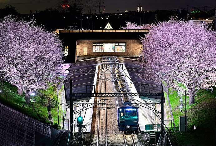 相鉄，弥生台駅の桜をライトアップ