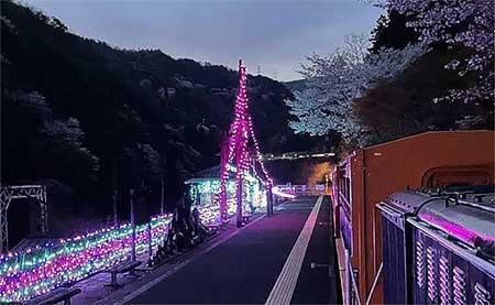 嵯峨野観光鉄道で春のライトアップと臨時列車を運転