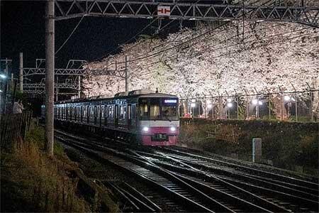 新京成電鉄，ライトアップされた線路脇の桜並木