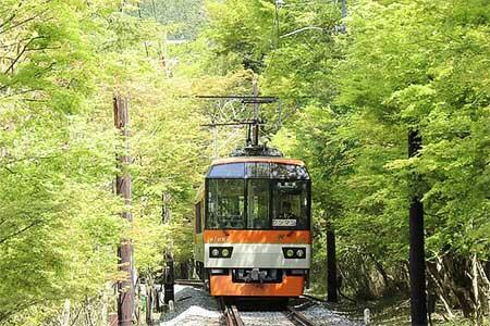 新緑のもみじのトンネルを走る展望列車「きらら」
