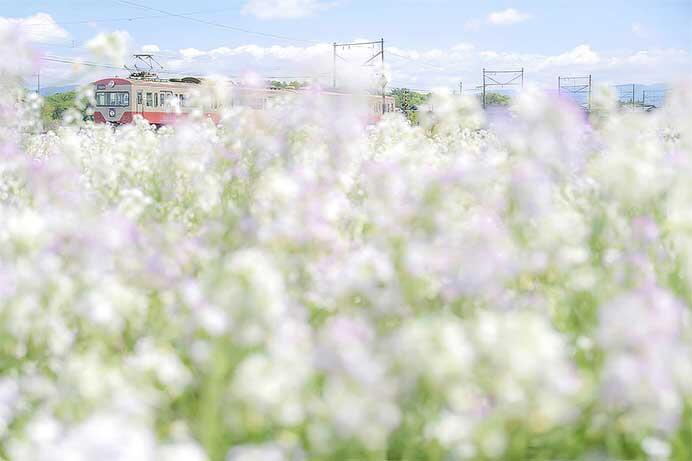 「近江鉄道カレンダー2026」フォトコンテスト作品募集