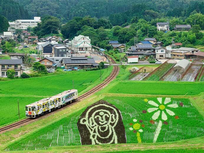 明知鉄道沿線の「田んぼdeアート」が見ごろを迎える