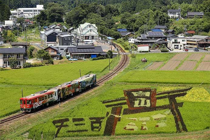 明知鉄道沿線の「田んぼdeアート」が見ごろを迎える